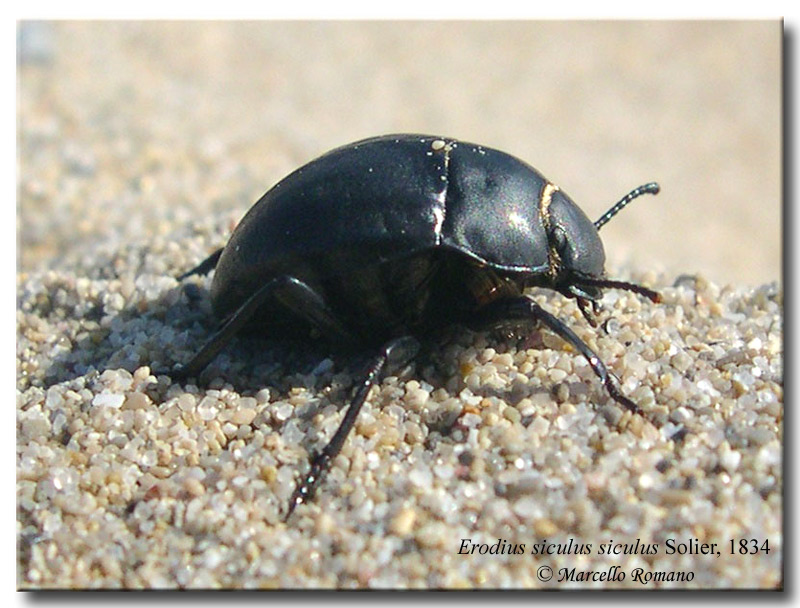 Galleria di...Tenebrionidae